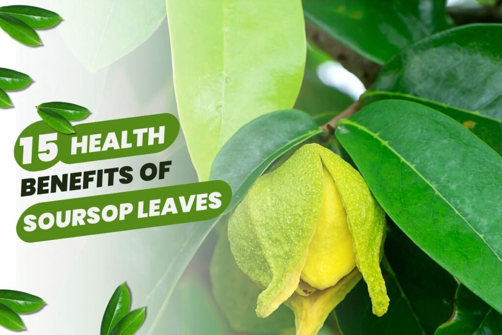 15 Health Benefits of Soursop Leaves That Actually Matter