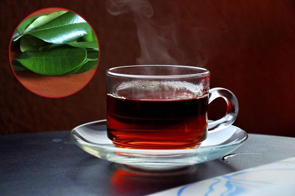 Soursop Leaves tea