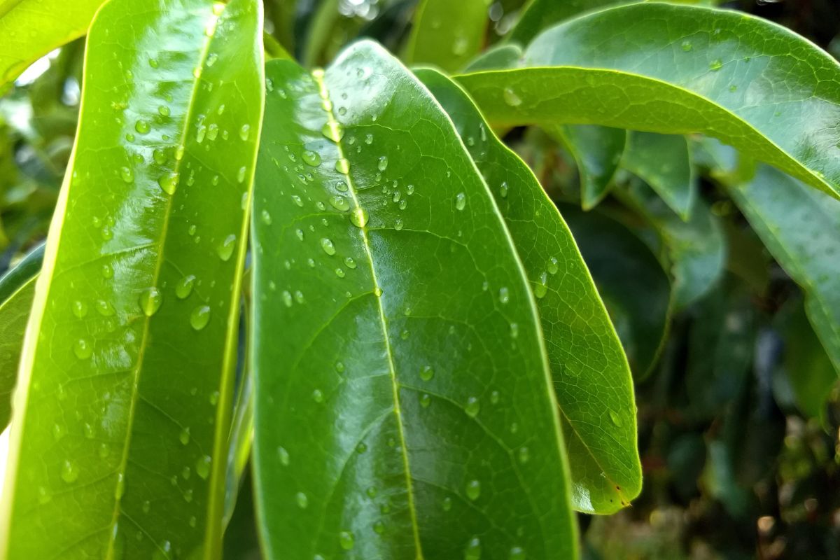 What Are Soursop Leaves